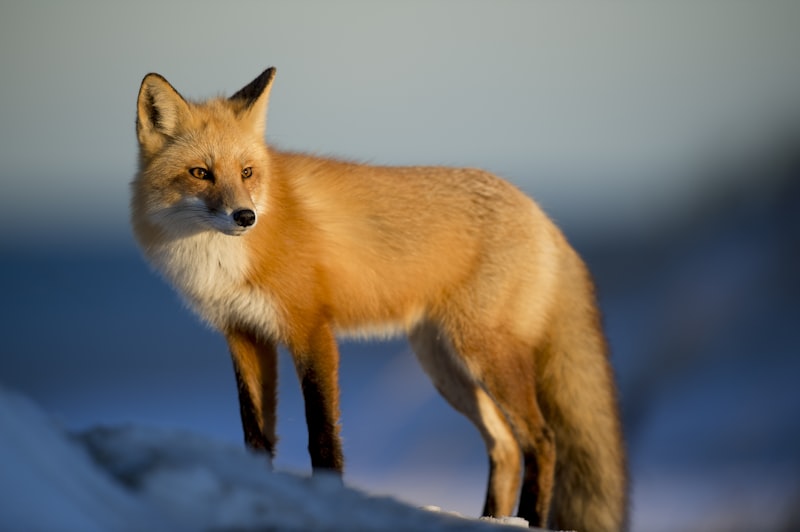 24 Facts About Animals That Sound Made Up