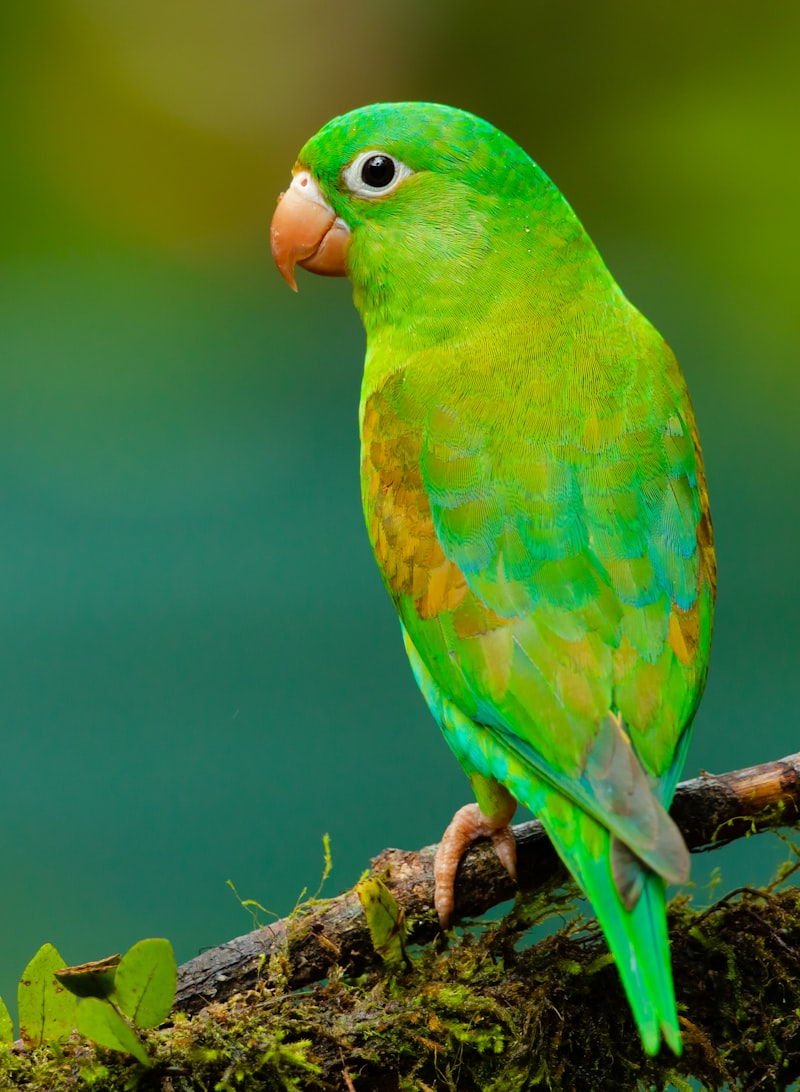 12 Facts About Birds That Prove They Are Dinosaurs