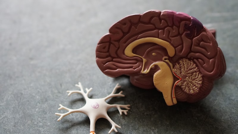 18 Facts About the Human Brain That Rewrite What You Know
