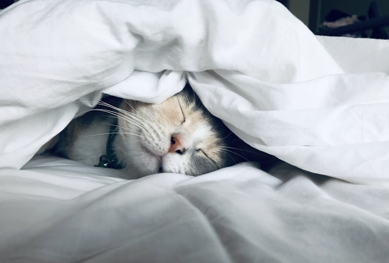 14 Facts About Dreams and Sleep That Science Cannot Fully Explain